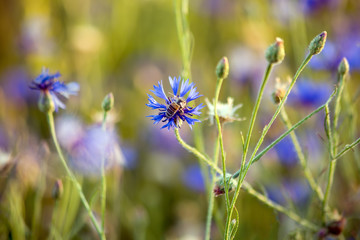 Bee sitting on a flower cornflower