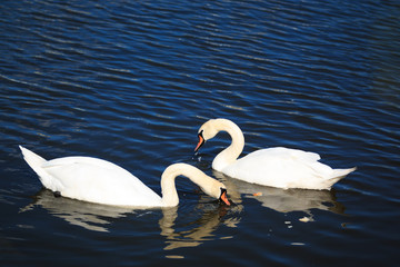 two amazing, peaceful, calm  swans swim  and eat grass along the lake