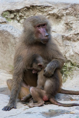 The hamadryas baboon with cub sitting on a rock