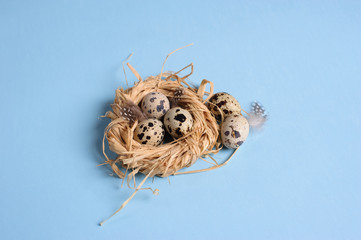 Quail eggs in a straw nest on the blue background