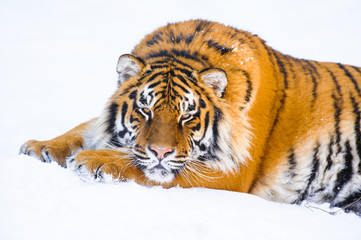 siberian tiger on snow
