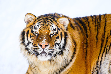 siberian tiger on snow