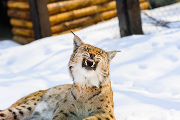 lynx on the snow