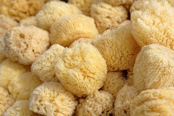 Sea sponges