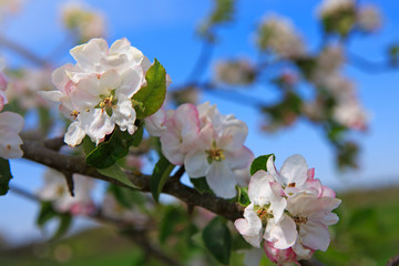 Fototapeta premium Apple tree branch isolated on blue sky background.
