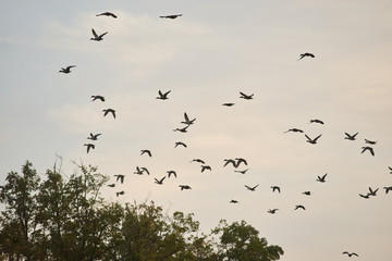 Birds flock in the evening sky. Pigeons flying above trees background.