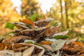 Waldpilz im herbstlaub
