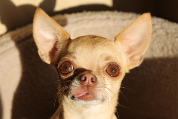 small chihuahua
