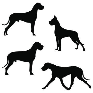 Set of icons of great dane. Vector image of dog silhouettes in different poses on white background for your design.