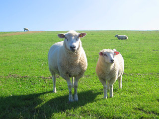 Naklejka na ściany i meble animal fields sheeps