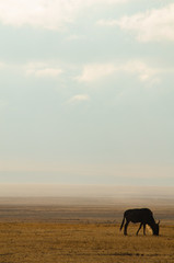 Fototapeta na wymiar Wildebeest grazing in the Serengeti