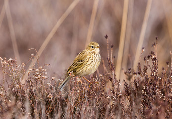 Purple Pipit