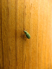 green bug