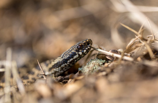 Adder in the air