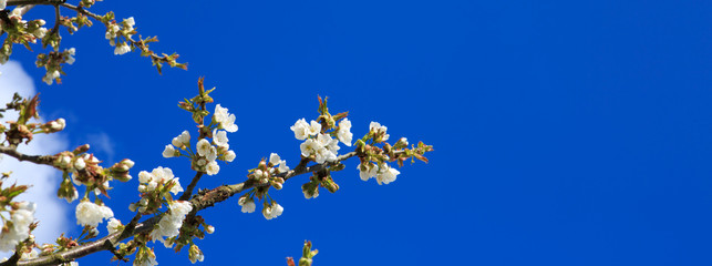 Blossom tree branches isolated on blue sky.