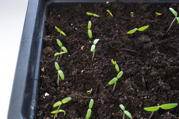 Tomato seedlings in soil