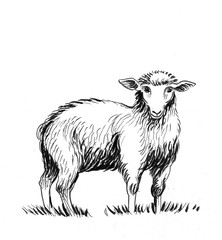 Ink black and white illustration of a standing white sheep