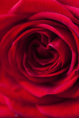 Nahaufnahme einer schönen roten Rose