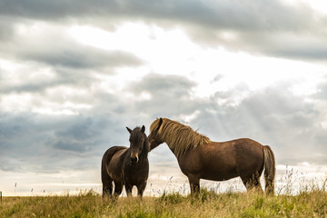 2 Islandpferde kuscheln