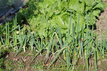 Obraz premium 畑のネギ