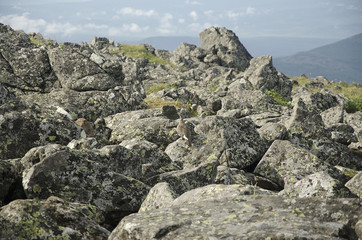 Wild partridge in the rocks on the top of the Ural mountains / Nature  mimicry