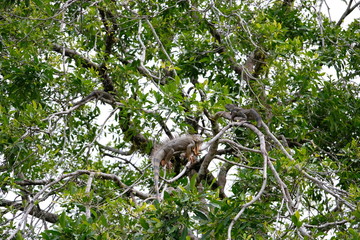 Big iguana