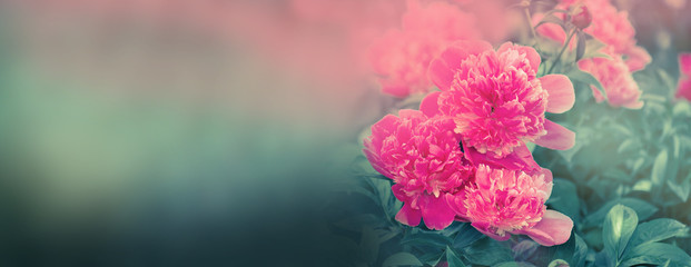 Peon flowers banner.  Blooming pink peony © lesichkadesign