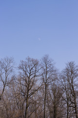 księżyc nad parkiem © Krzysztof Stasiak