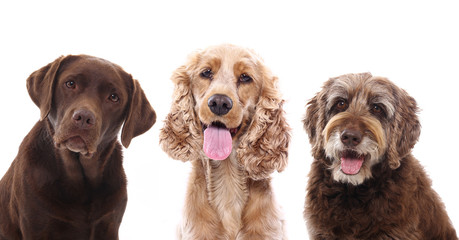 Lovely Pets