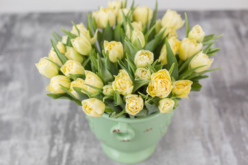 Tulips of pastel yellow color. Big buds of multicoloured tulips. Floral natural backdrop. Bicolour tulips filled picture. Unusual flowers, unlike the others. Shallow focus.