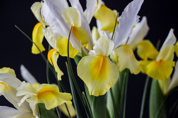 yellow iris flower in dark