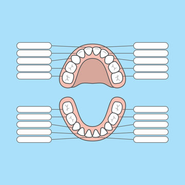 Tooth Chart Primary teeth Blank illustration vector on blue background. Dental concept.