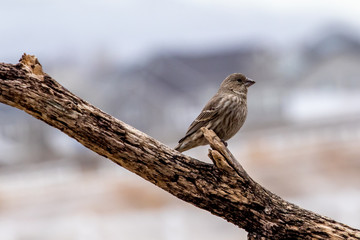 Female house finch perched on a tree branch