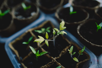 Seedlings are growing from arid soil with morning sun is shining, concept of global warming.Young...