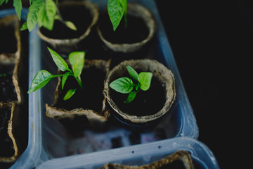 Seedlings are growing from arid soil with morning sun is shining, concept of global warming.Young...