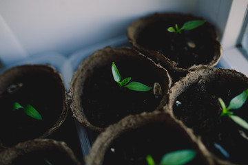 Seedlings are growing from arid soil with morning sun is shining, concept of global warming.Young...