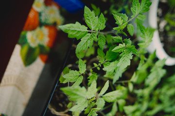 Seedlings are growing from arid soil with morning sun is shining, concept of global warming.Young...