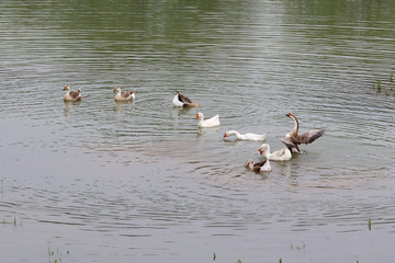 The landscape of dongting countryside.