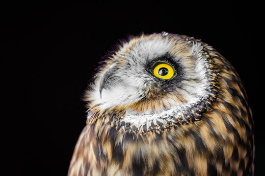 Owl gazing