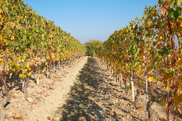 Fototapeta na wymiar Vineyard in autumn, path between two vine rows with yellow and green leaves in a sunny day