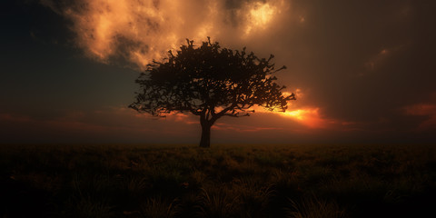Obraz na płótnie Canvas sunrise tree on field