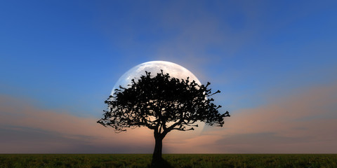 Fototapeta na wymiar tree full moon day
