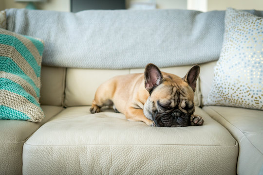 French bulldog sleeping on couch