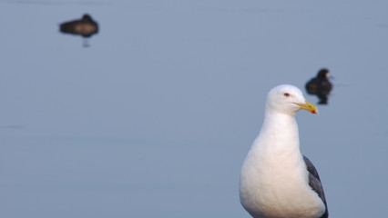 カモメ