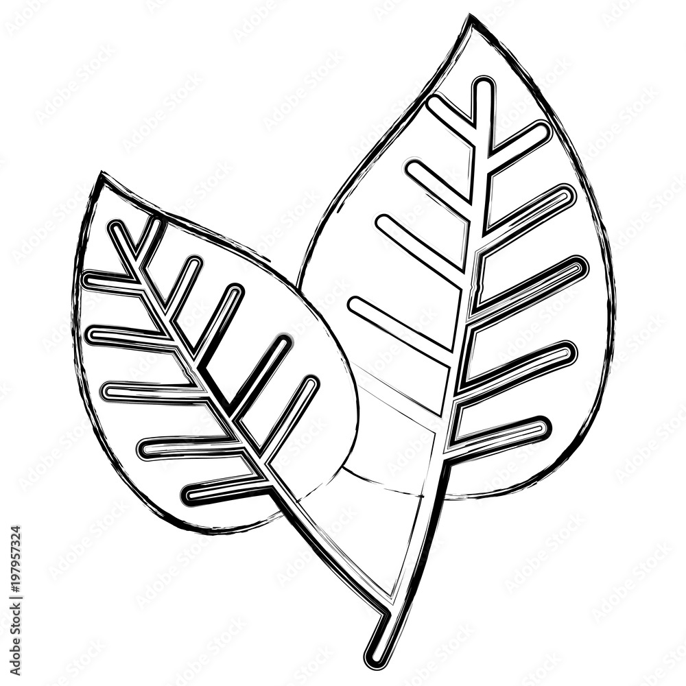 Sticker leafs plant ecology icon vector illustration design