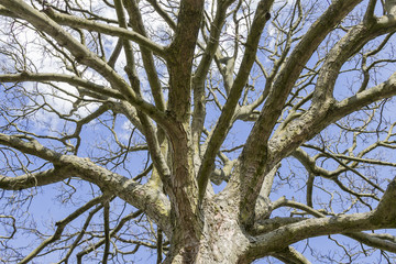 tree with no leaves from below on a sunny day