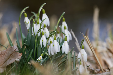 Closeup shot of fresh common snowdrops (Galanthus nivalis) blooming in the spring.