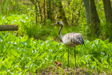 Br&uuml;tender Graukranich im Buchenwald, Altvogel steht auf dem Gelege und sieht in die Kamera, ein K&uuml;ken steht im Gelege, das zweite ist gerade geschl&uuml;pft. Vorherschende Farbe gr&uuml;n.