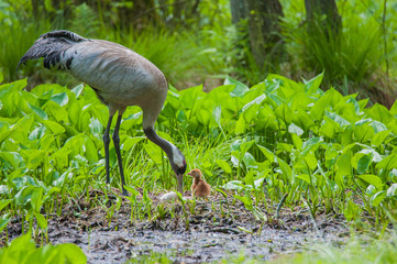 Br&uuml;tender Graukranich im Buchenwald, Altvogel steht links im Bild und wendet das Ei im Gelege, das erstgeschl&uuml;pfte K&uuml;ken sitzt daneben, vorherschende Farbe gr&uuml;n. Im Hintergrund alter Buchenwald.