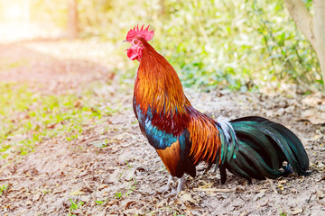 Chicken flocks in farm lawns in the early morning sun.